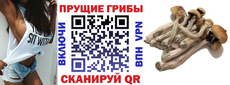 купить наркоту Касимов Псилоцибиновые грибы Magic Shrooms